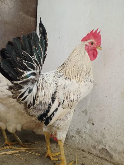 Pure Desi Murga Murgi Pair – Healthy & Active – Reasonable Price