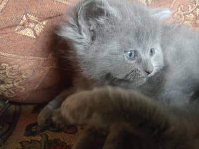 Persian cats baby