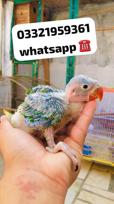 Raw Jambo size chicks Available for sale