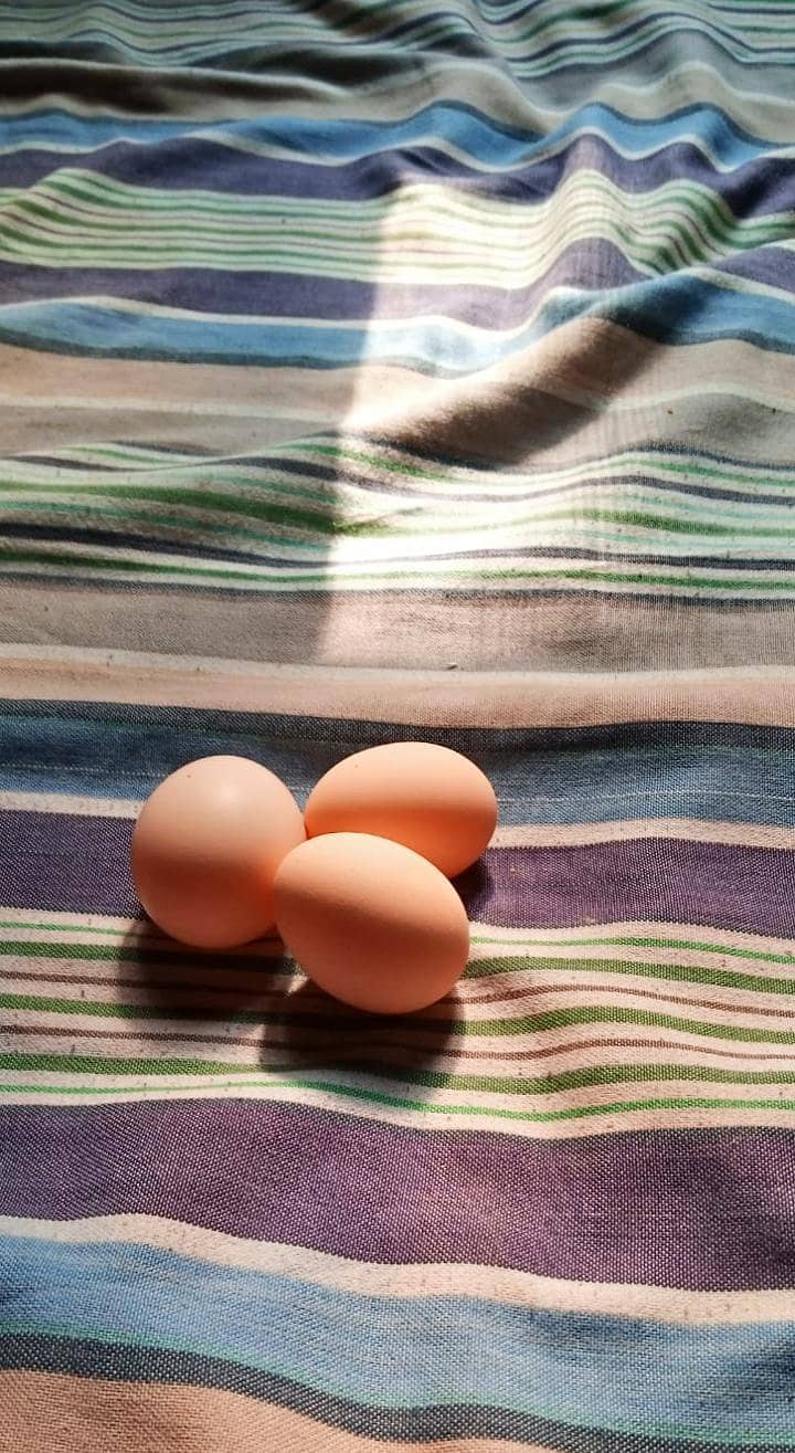 چار مرغیاں اور دو مرغِے ہیں گھر میں بڑے ہوئے چوزے لیے تھے اب گیارہ ماہ 1