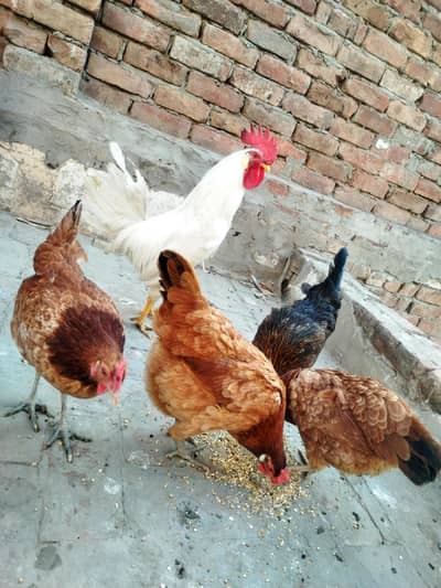 چار مرغیاں اور دو مرغِے ہیں گھر میں بڑے ہوئے چوزے لیے تھے اب گیارہ ماہ