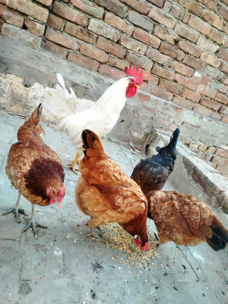 چار مرغیاں اور دو مرغِے ہیں گھر میں بڑے ہوئے چوزے لیے تھے اب گیارہ ماہ 0