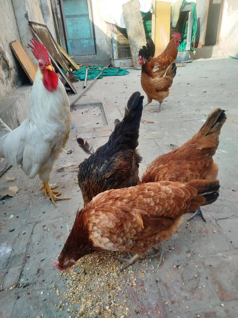چار مرغیاں اور دو مرغِے ہیں گھر میں بڑے ہوئے چوزے لیے تھے اب گیارہ ماہ 4