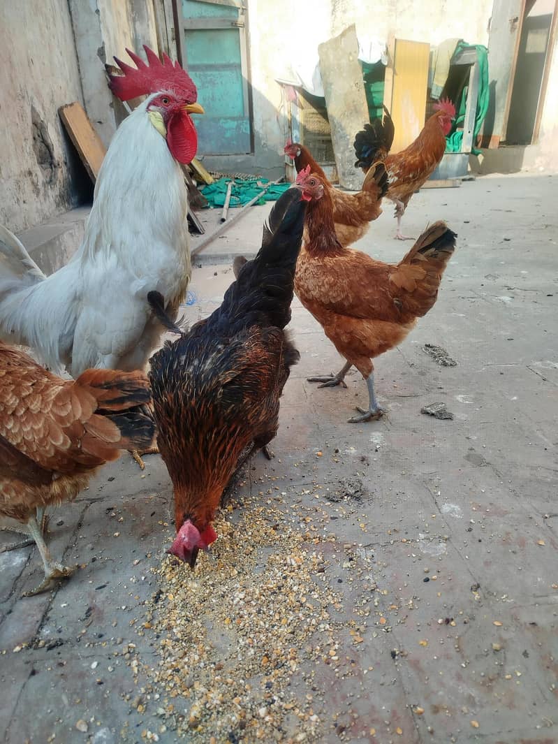 چار مرغیاں اور دو مرغِے ہیں گھر میں بڑے ہوئے چوزے لیے تھے اب گیارہ ماہ 5