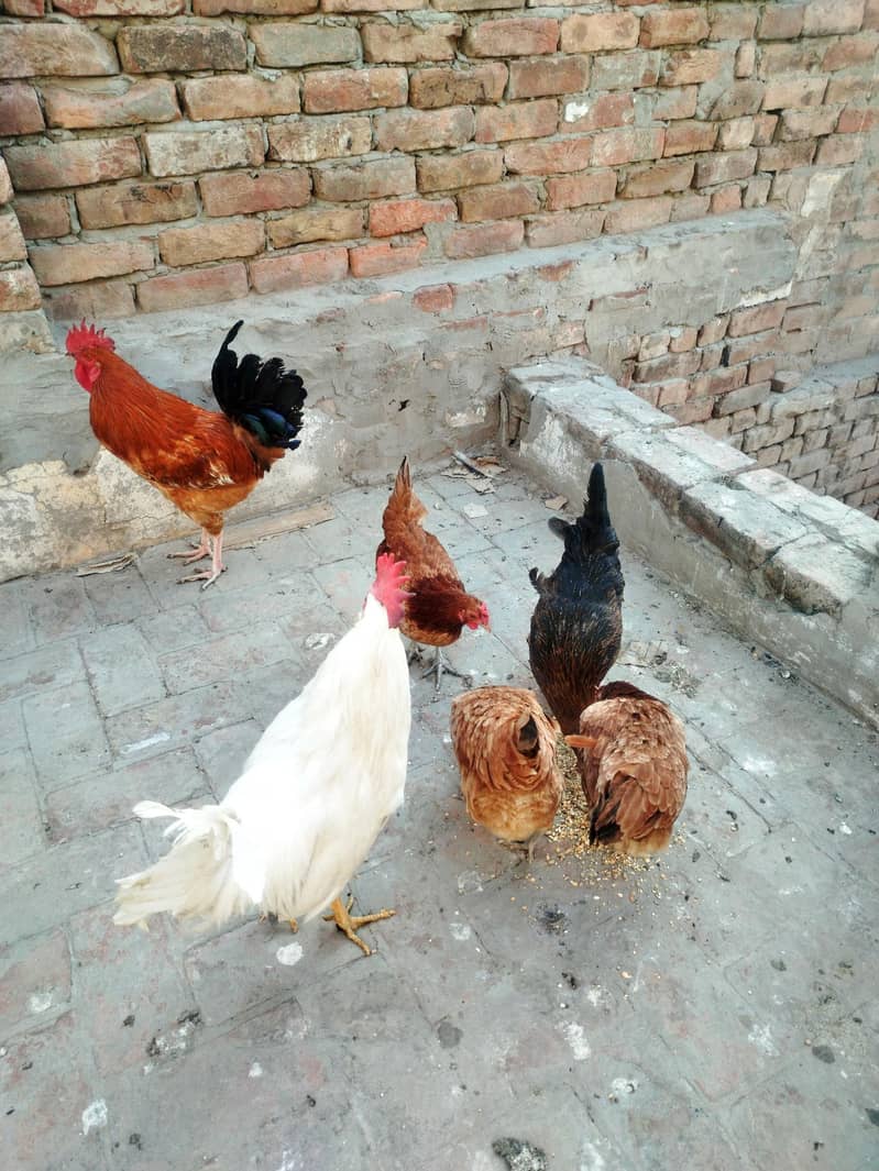 چار مرغیاں اور دو مرغِے ہیں گھر میں بڑے ہوئے چوزے لیے تھے اب گیارہ ماہ 7