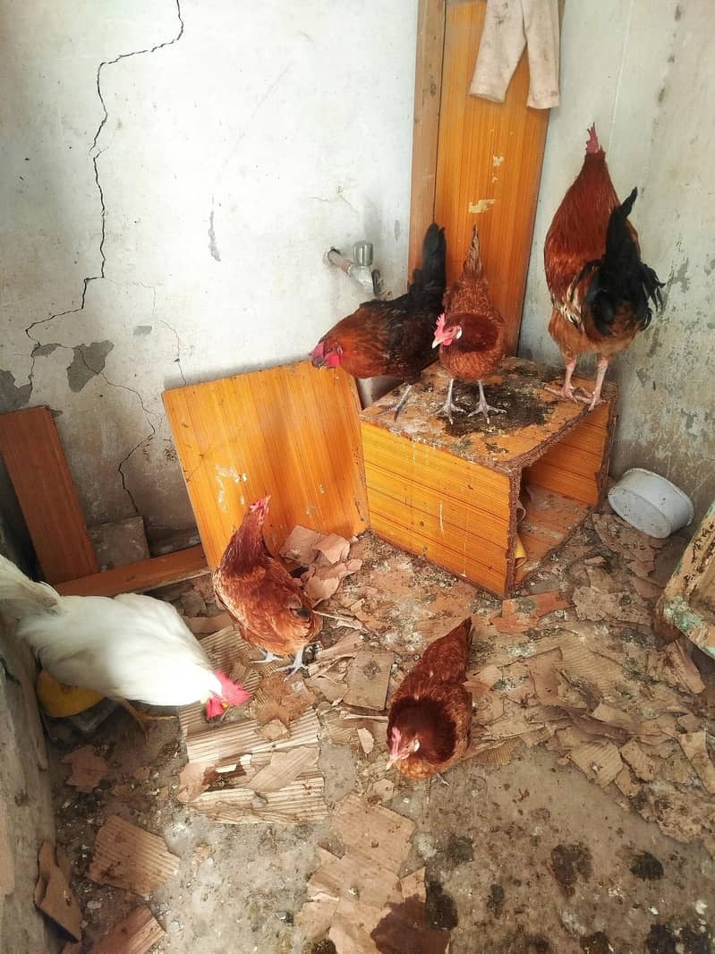 چار مرغیاں اور دو مرغِے ہیں گھر میں بڑے ہوئے چوزے لیے تھے اب گیارہ ماہ 8