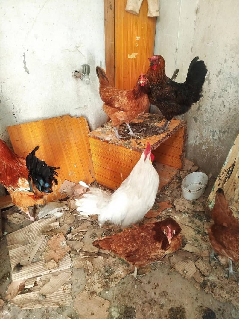 چار مرغیاں اور دو مرغِے ہیں گھر میں بڑے ہوئے چوزے لیے تھے اب گیارہ ماہ 9