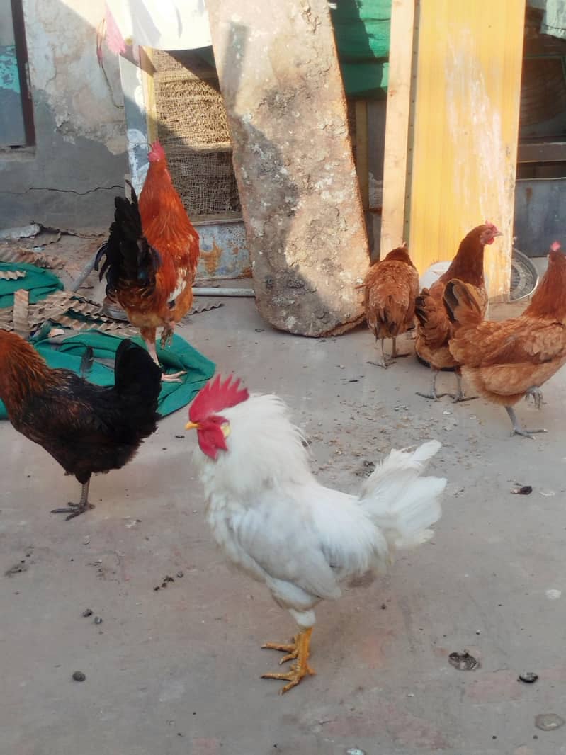 چار مرغیاں اور دو مرغِے ہیں گھر میں بڑے ہوئے چوزے لیے تھے اب گیارہ ماہ 10