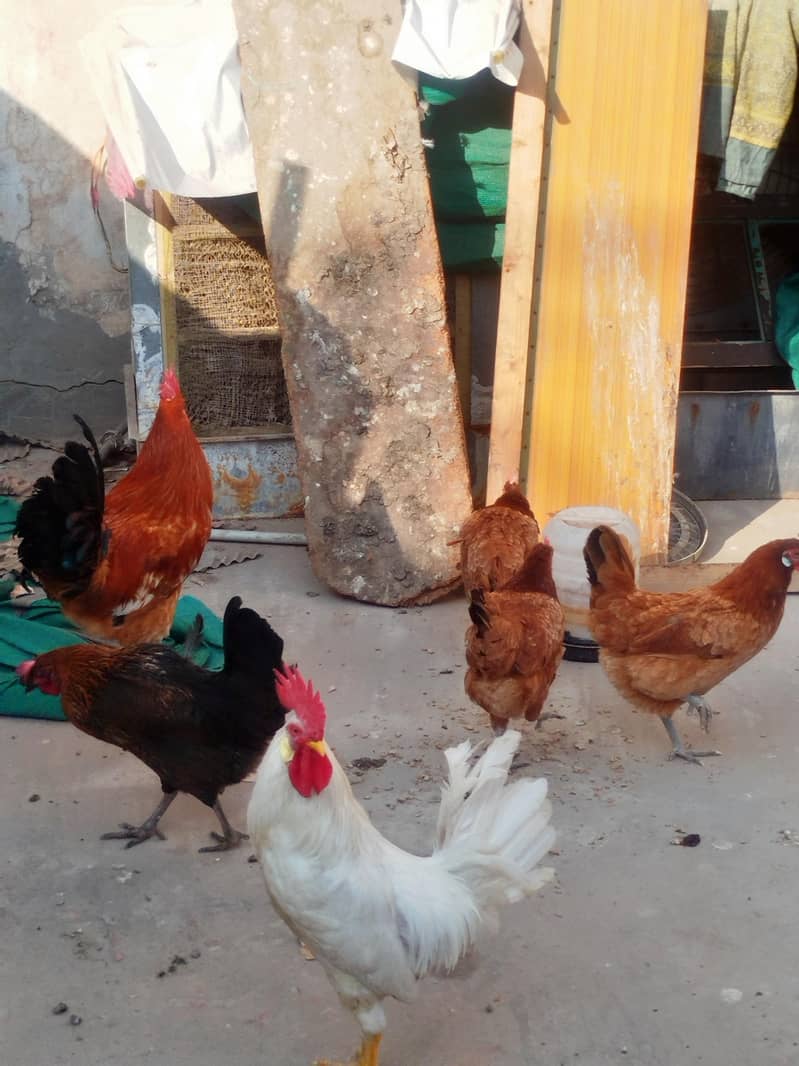 چار مرغیاں اور دو مرغِے ہیں گھر میں بڑے ہوئے چوزے لیے تھے اب گیارہ ماہ 2