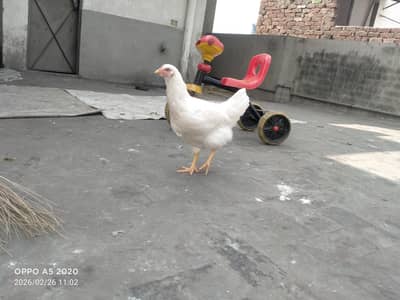 lohman brown in white shades