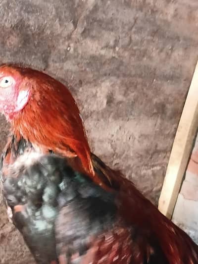 video bi available hai