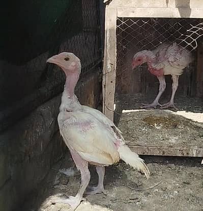 Aseel heera paper white chicks