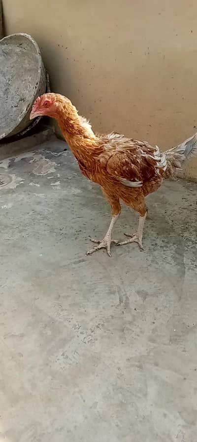 aseel murgi price 2k