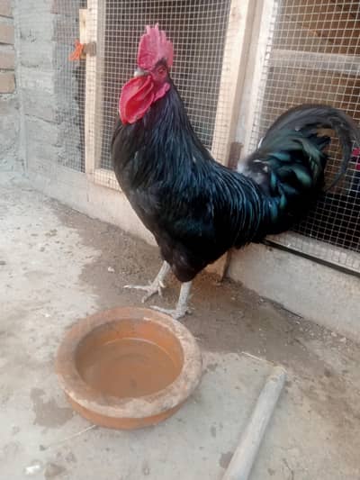 jumbo size me austrolorp male hai