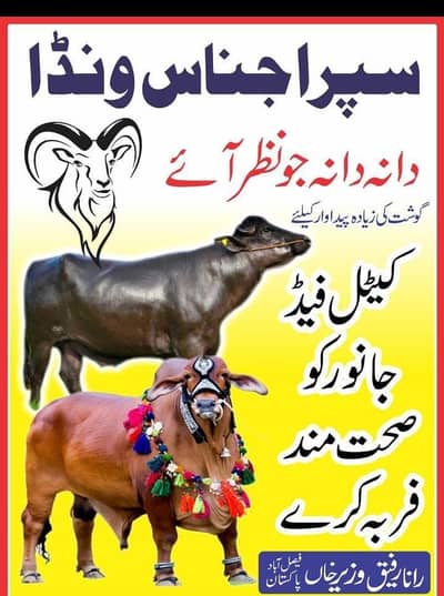 super ijnas Wanda goats. / sheep's