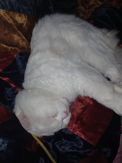 Persian cute male cat