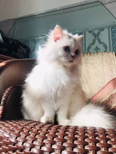 White Female Persian kitten for sale