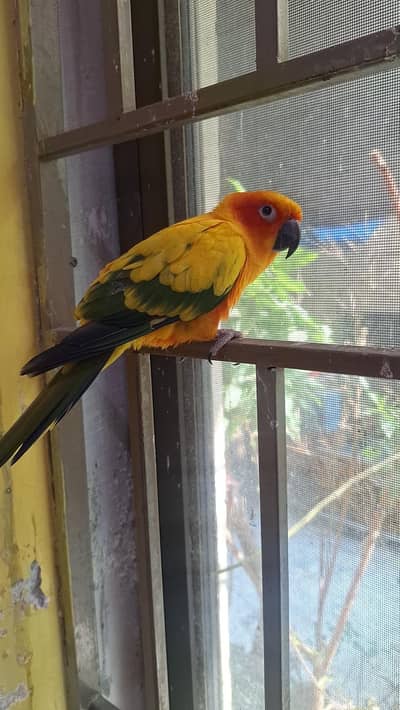hand tamed playful sunconure