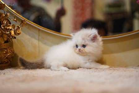 white Persian kitten|Triple long coated|punch Face|Blue Eyes kittens