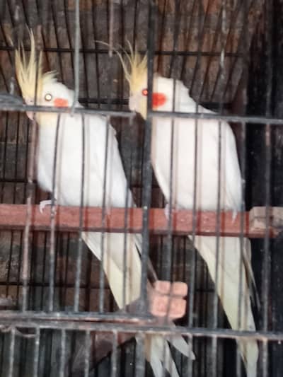 Confirm breeders pair for sale