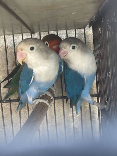 Blue parsnatta love bird cherrry