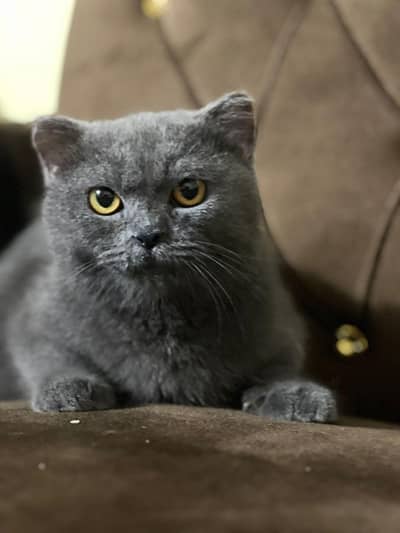 Shorthair British kittens /Golden British shorthair cat/ imported cats