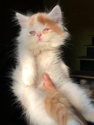 Quality Persian kittens for sale!!