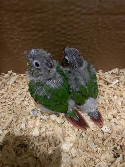 Green cheek Conure available