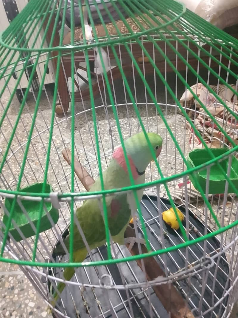 Raw parrot 0