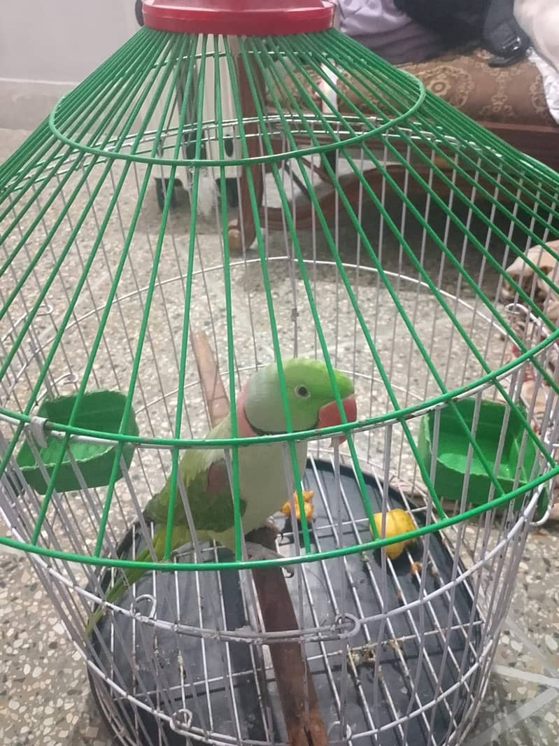 Raw parrot 1