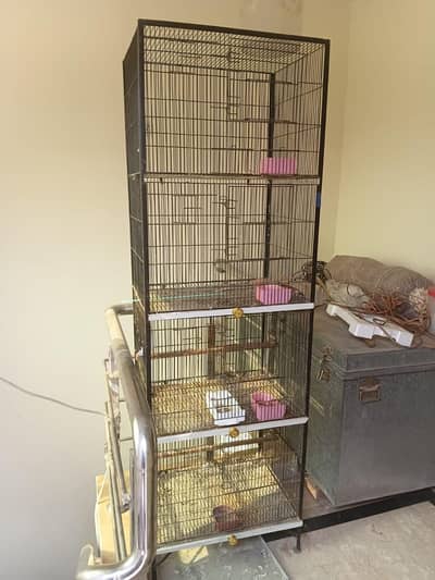 1 Pair Red Eye female and black eye male with cage