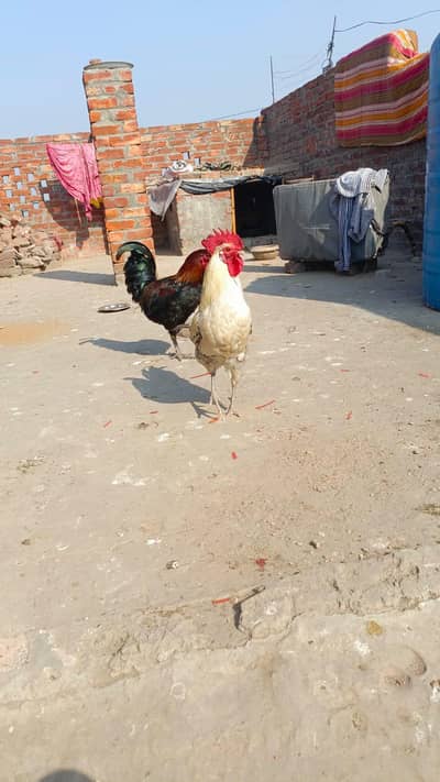 2 murgy gar k paly huy or 2 murgin sale karni ha