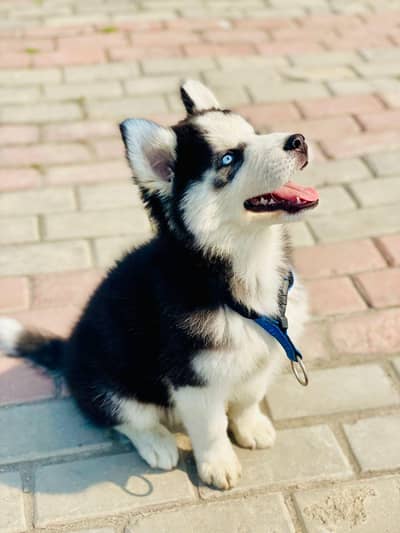 Puppies for Sale 03355550785 WhatsApp Golden Retriever