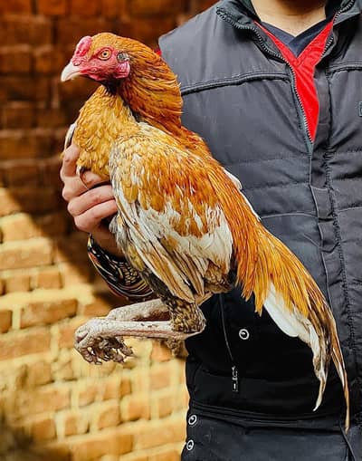 Aseel murgy 03041979402