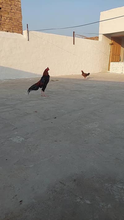 میانوالی اصیل