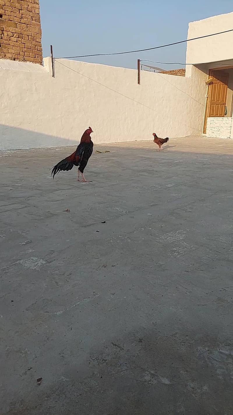 میانوالی اصیل 0