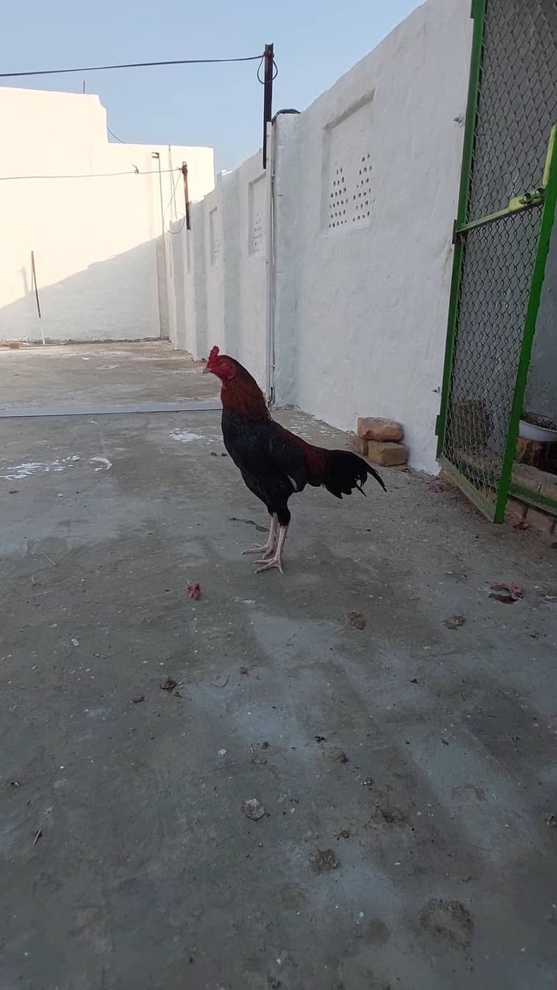 میانوالی اصیل 1