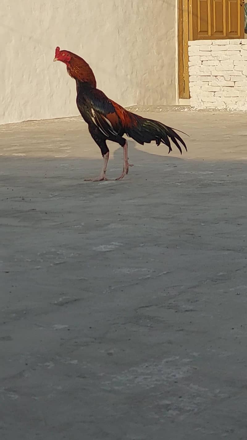 میانوالی اصیل 4