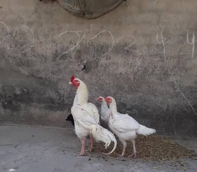 pure heera aseel chiks