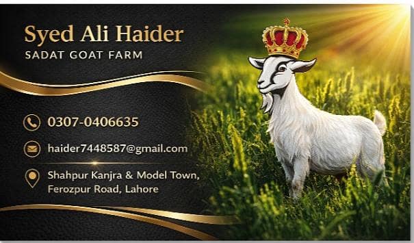BAKRA AVAILABLE 1