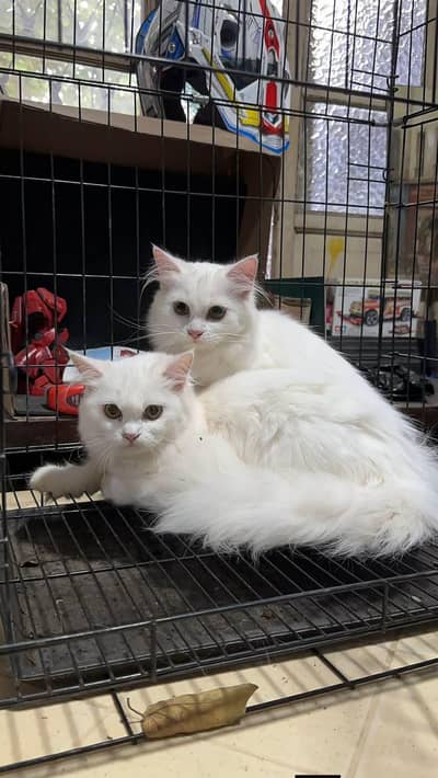 Persian cat for sale my WhatsApp number  0324-12-95-120