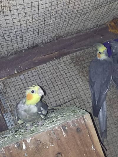 2 cocktail breeder pair hy