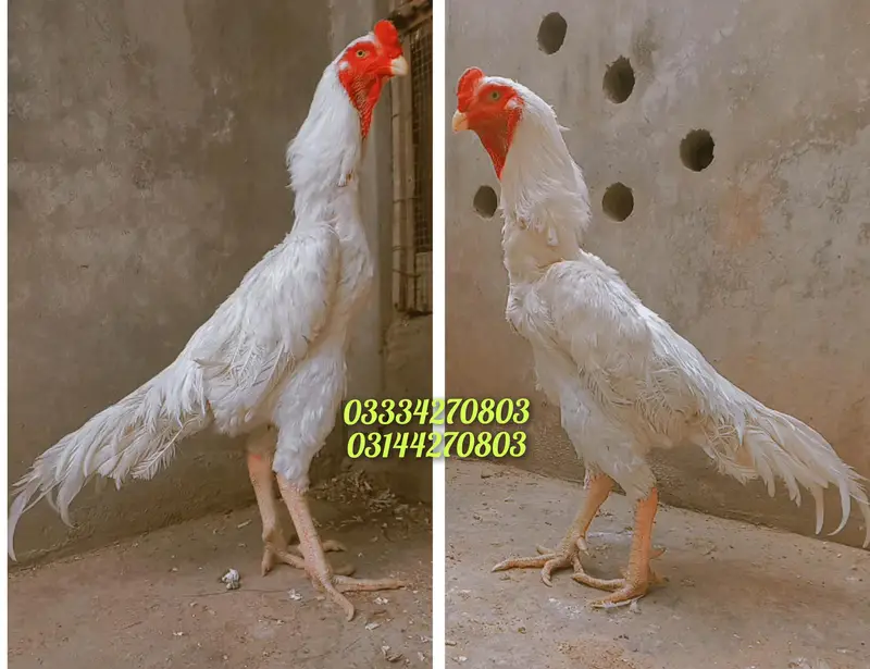Heera/aseel/chick/eggs/pathy/madi/murga/hera/hira/hen/white/pure/aseel — photo 3
