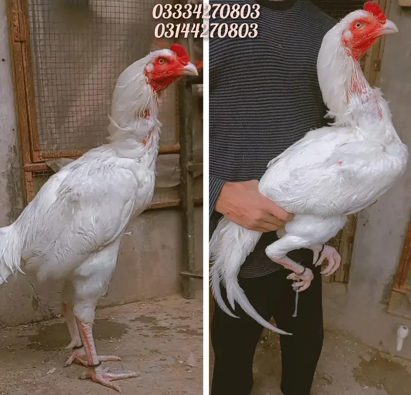 Heera/aseel/chick/eggs/pathy/madi/murga/hera/hira/hen/white/pure/aseel — photo 4