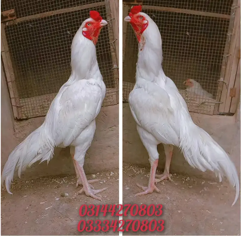 Heera/aseel/chick/eggs/pathy/madi/murga/hera/hira/hen/white/pure/aseel — photo 5
