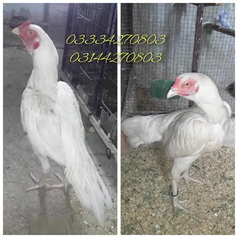 Heera/aseel/chick/eggs/pathy/madi/murga/hera/hira/hen/white/pure/aseel — photo 6