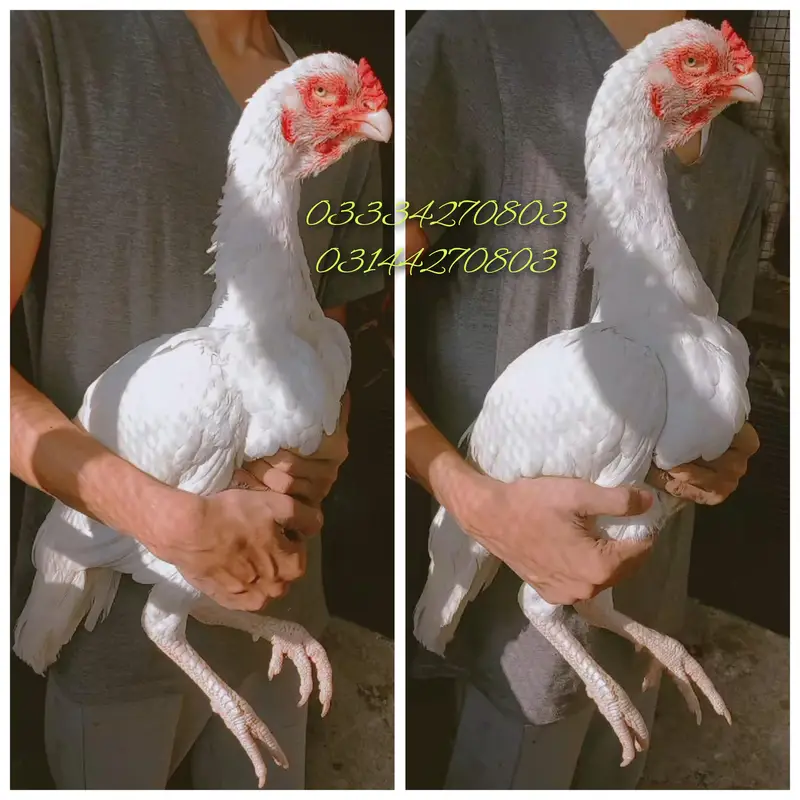 Heera/aseel/chick/eggs/pathy/madi/murga/hera/hira/hen/white/pure/aseel — photo 7
