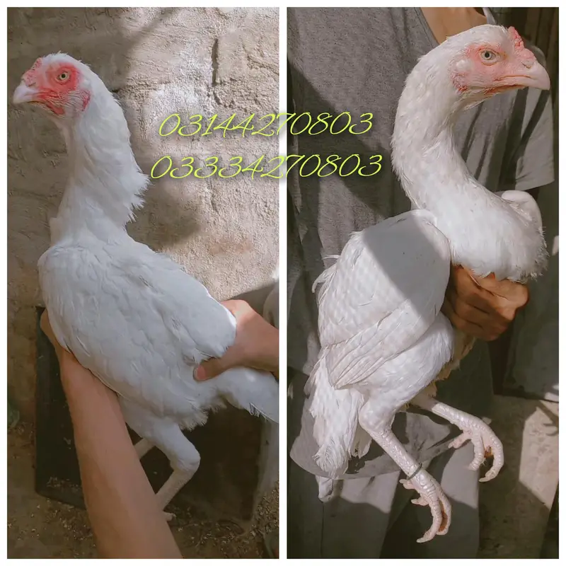 Heera/aseel/chick/eggs/pathy/madi/murga/hera/hira/hen/white/pure/aseel — photo 8
