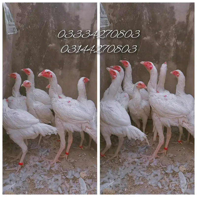 Heera/aseel/chick/eggs/pathy/madi/murga/hera/hira/hen/white/pure/aseel — photo 10