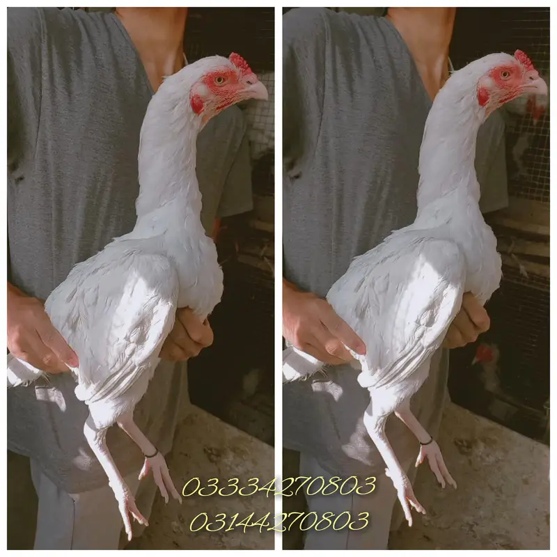 Heera/aseel/chick/eggs/pathy/madi/murga/hera/hira/hen/white/pure/aseel — photo 11